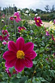 SINGLE PINK DAHLIAS AT LA ROCHE GOYAN,  FRANCE,  AUGUST