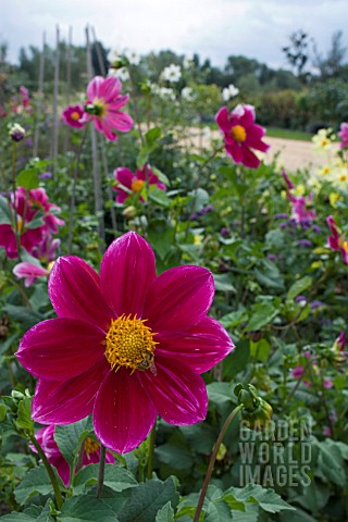 SINGLE_PINK_DAHLIAS_AT_LA_ROCHE_GOYAN__FRANCE__AUGUST