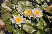 NYMPHAEA,  WATER LILY