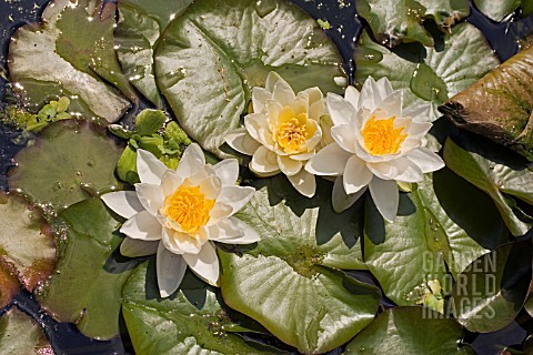 NYMPHAEA__WATER_LILY