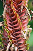 APHELANDRA FLAVA