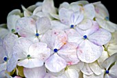 WHITE HYDRANGEA CLOSE UP,  SEPTEMBER