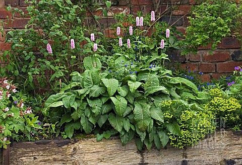 PERSICARIA_BISTORTA_SUPERBA