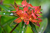 EUPHORBIA GRIFFITHII FIREGLOW