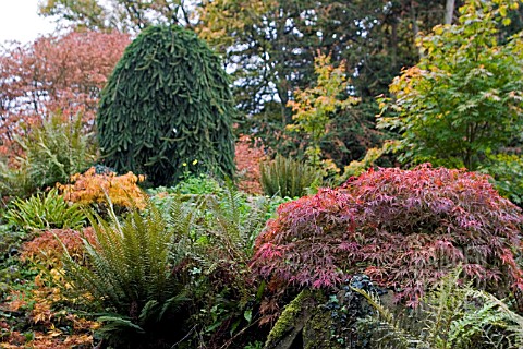 AUTUMN_COLOUR_AT_HERGEST_CROFT__HEREFORDSHIRE__OCTOBER