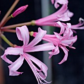 NERINE