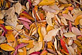 FALLEN LEAVES OF NYSSA SYLVATICA,  NOVEMBER