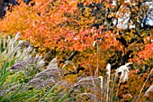 MISCANTHUS AND NYSSA SYLVATICA,  NOVEMBER