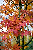 SORBUS SARGENTIANA,  NOVEMBER