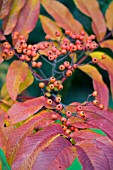 SORBUS SARGENTIANA