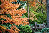 VIEW OF JAPANESE BRIDGE,  WINTERBOURNE BOTANIC GARDEN,  BIRMINGHAM UNIVERSITY,  NOVEMBER