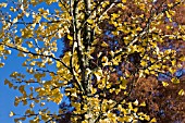 GINKGO BILOBA,  MAIDENHAIR TREE,  NOVEMBER