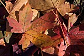 LIQUIDAMBAR STYRACIFLUA,  SWEET GUM