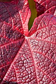 VITIS COIGNETIAE,  JAPANESE VINE LEAF