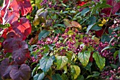 CLERODENDRON TRICHOTOMUM FARGESII AND VITIS COIGNETIAE,  NOVEMBER
