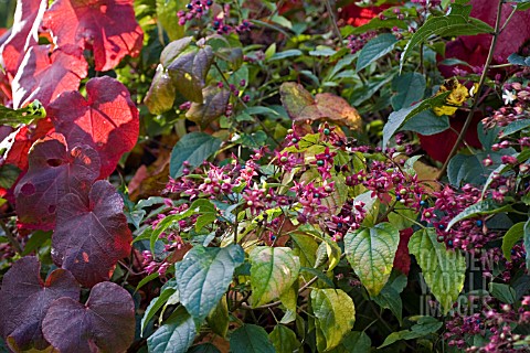 CLERODENDRON_TRICHOTOMUM_FARGESII_AND_VITIS_COIGNETIAE__NOVEMBER