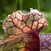 SARRACENIA FLAVA,  PITCHER PLANT