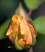 ROSE BUD