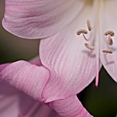 AMARYLLIS BELLADONNA