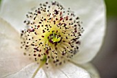 DAVIDIA INVOLUCRATA