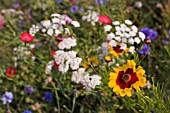 WILDFLOWERS IN MEADOW,  SEPTEMBER