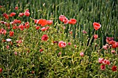 PAPAVER RHOEAS,  WILD POPPY IN CORNFIELD