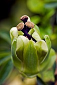 PASSIFLORA CAERULEA BUD OPENING,  AUGUST