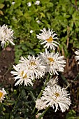 LEUCANTHEMUM X SUPERBUM PHYLLIS SMITH