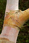 BETULA ALBO SINENSIS VAR. SEPTENTRIONALIS,  CHINESE RED BIRCH