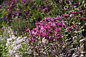 MIXED PURPLE FLOWER BORDER,  AUGUST