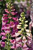 DIGITALIS PURPUREA,  FOXGLOVES