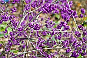 CALLICARPA BODINIERI PROFUSION,  NOVEMBER