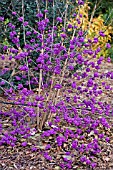 CALLICARPA BODINIERI PROFUSION,  NOVEMBER