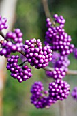 CALLICARPA BODINIERI PROFUSION,  NOVEMBER