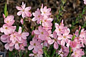 SCHIZOSTYLIS COCCINEA MOLLIE GOULD