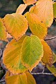 HAMMAMELIS MOLLIS LEAVES,  NOVEMBER