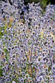 ERYNGIUM TRIPARTITUM,  JULY