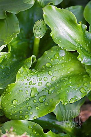 VELTHEIMIA_BRACTEATA__DECEMBER