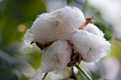 GOSSYPIUM HERBACEUM,  COTTON