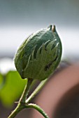 GOSSYPIUM HERBACEUM BUD,   COTTON