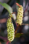 CUNONIA CAPENSIS