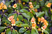 IMPATIENS JINGLE GOLD,  DECEMBER