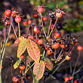 ROSA DAMASCENA ROSAMUNDI,  DAMASK ROSE HIPS