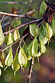 SEEDS OF HALESIA CAROLINA,  NOVEMBER