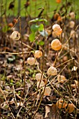 PHYSALIS ALKEKENGI,  CHINESE LANTERN