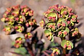 EUPHORBIA,  SPURGE,   APRIL