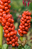 ARUM ITALICUM,  LORDS AND LADIES