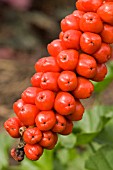 ARUM ITALICUM,  LORDS AND LADIES