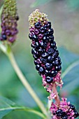 PHYTOLACCA AMERICANA,  POKEWEED