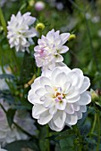 WHITE WATERLILY DAHLIAS